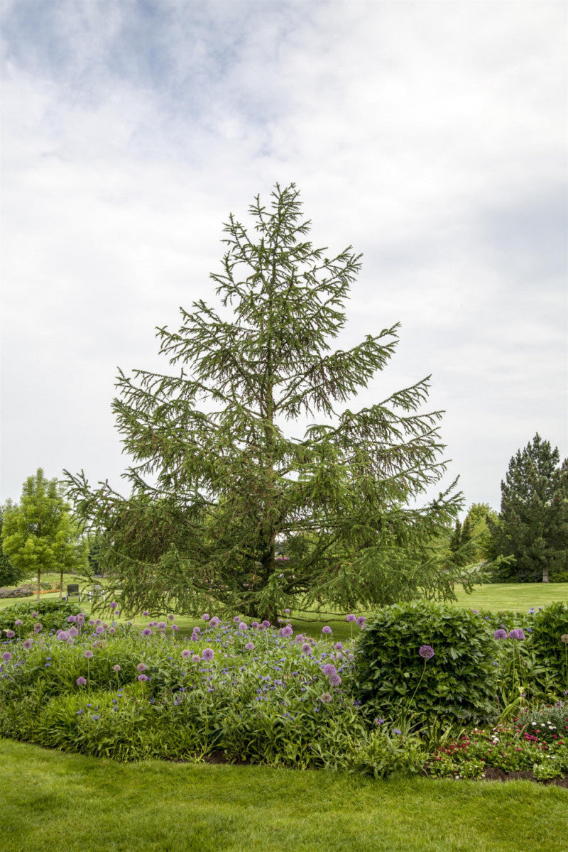 Berglärche; als Pflanze im Beet; dekorativ; Einsatzmöglichkeit z.B. : Gartenpflanze;;mit zeitnaher Lieferung