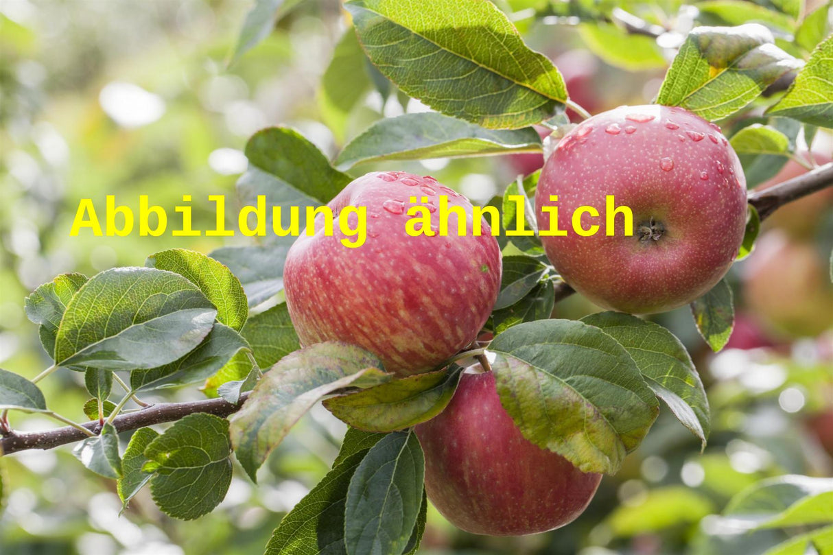 Genaues Foto für Malus 'Fiesta' folgt; dieses ähnliche Bild dient der Illustration von Apfel 'Fiesta' mittel