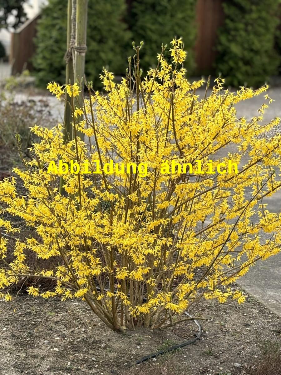 Forsythia 'Spring Glory' (Forsythie 'Spring Glory')