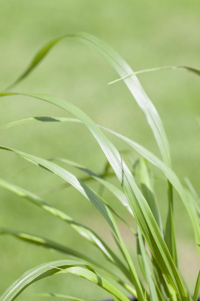Lampenputzergras; schöne Ährenrispen;;günstig mit Qualität