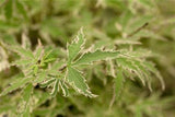 Acer palmatum 'Butterfly'; hier mit Sommerbelaubung; attraktive Blattfärbung; Einsatzmöglichkeit z.B. : gartenbaum;;Pflanzen vom Profi