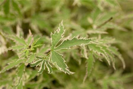 Acer palmatum 'Butterfly'; hier mit Sommerbelaubung; attraktive Blattfärbung; Einsatzmöglichkeit z.B. : gartenbaum;;Pflanzen vom Profi