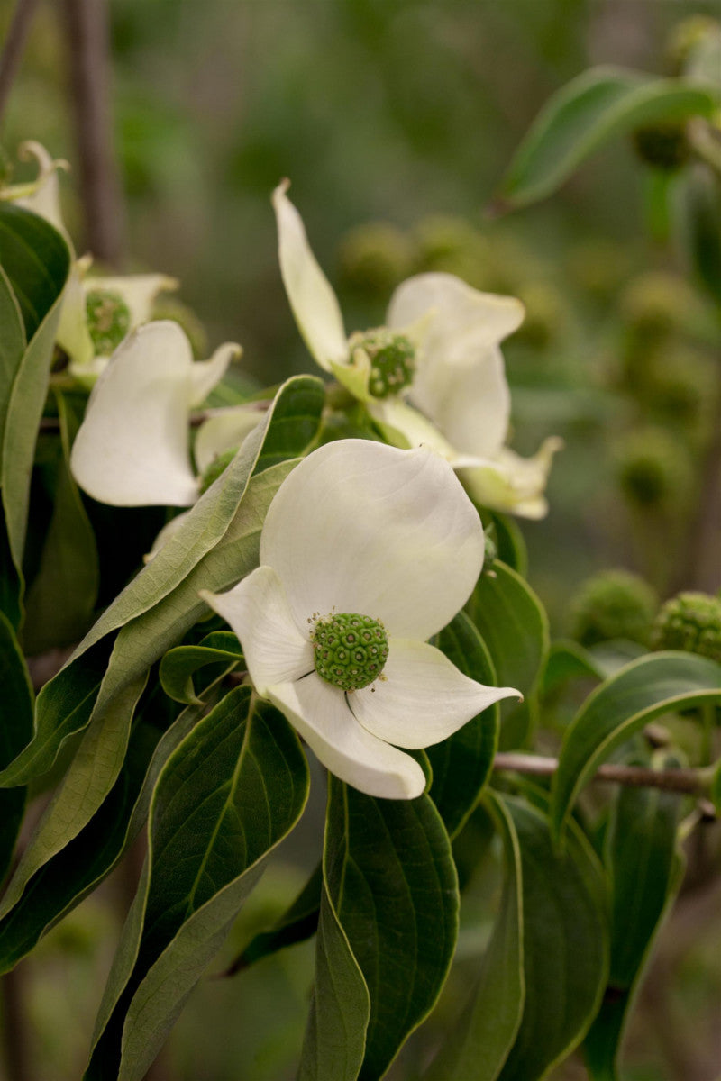 Jap. Blumen Hartriegel 'China Girl'; hier mit Blüte; essbare Früchte; Einsatzmöglichkeit z.B. : Ziergehölz; erhältlich von 40-60 bis 200-250 cm;;hier kaufen