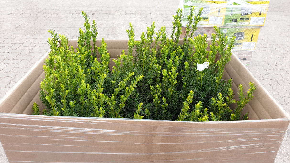 Taxus media 'Hillii'; vorbereitet für Versand; schnittfest, anspruchslos, dicht wachsend; Einsatzmöglichkeit z.B. : Vogelschutzhecke;;ab 39,00 Euro