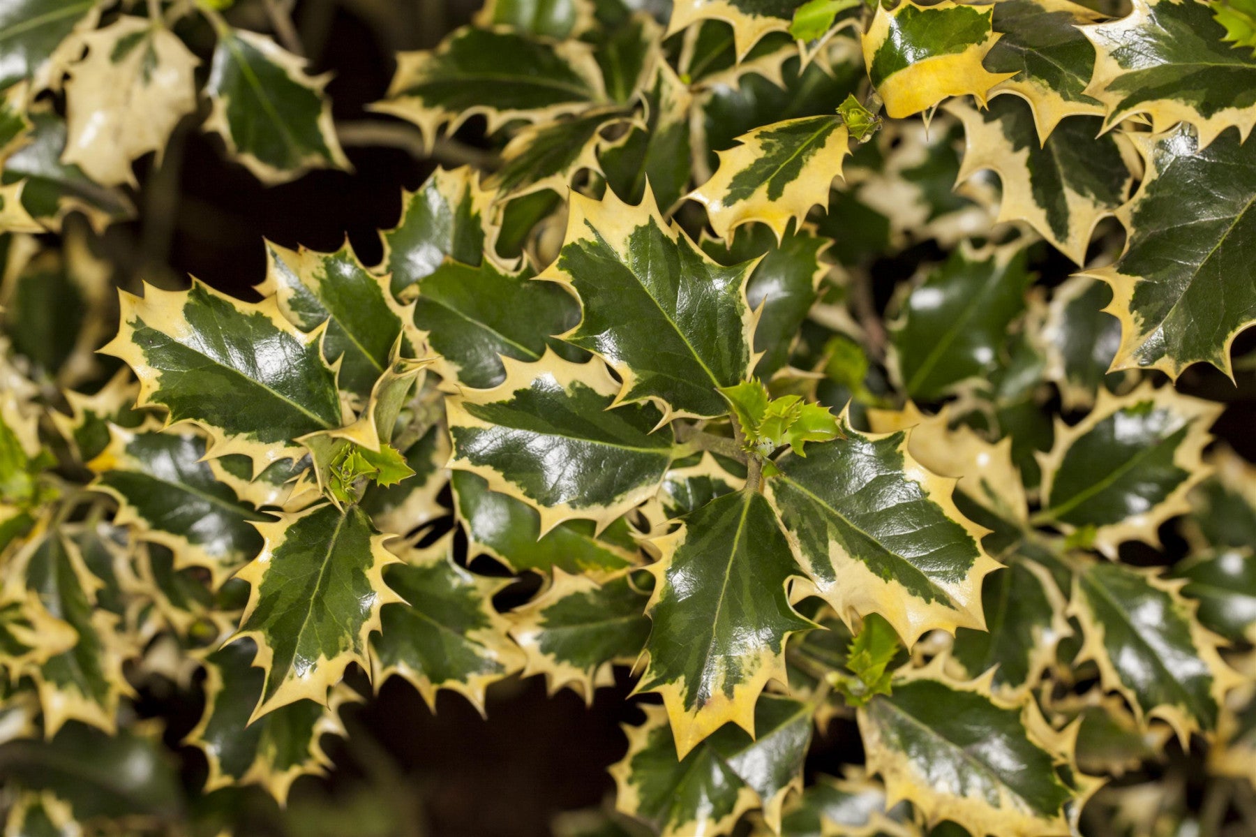 Ilex aquif. 'Silver Queen' (Weißbunte Stechpalme 'Silver Queen')