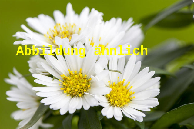 Genaues Foto für Aster dumosus 'Kristina' folgt; dieses ähnliche Bild dient der Illustration von Garten-Kissen-Aster