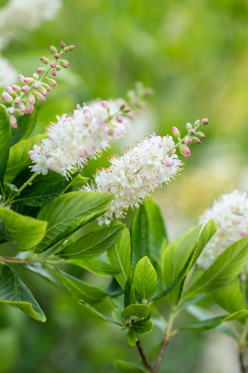 Silberkerzenstrauch alnifolia; hier mit Blüte; winterhart; Einsatzmöglichkeit z.B. : Solitärgehölz; erhältlich von 40-60 bis 80-100 cm;;hier kaufen