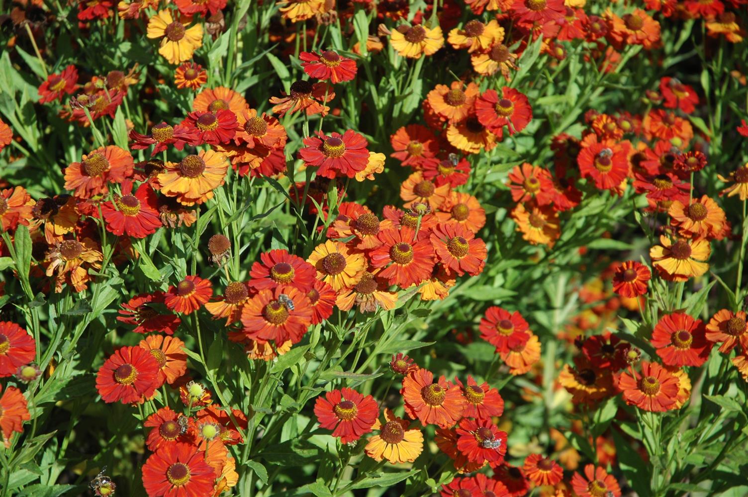 Helenium x cult. 'Baudirektor Linne' (Garten-Sonnenbraut)