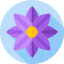 Blütenfarbe