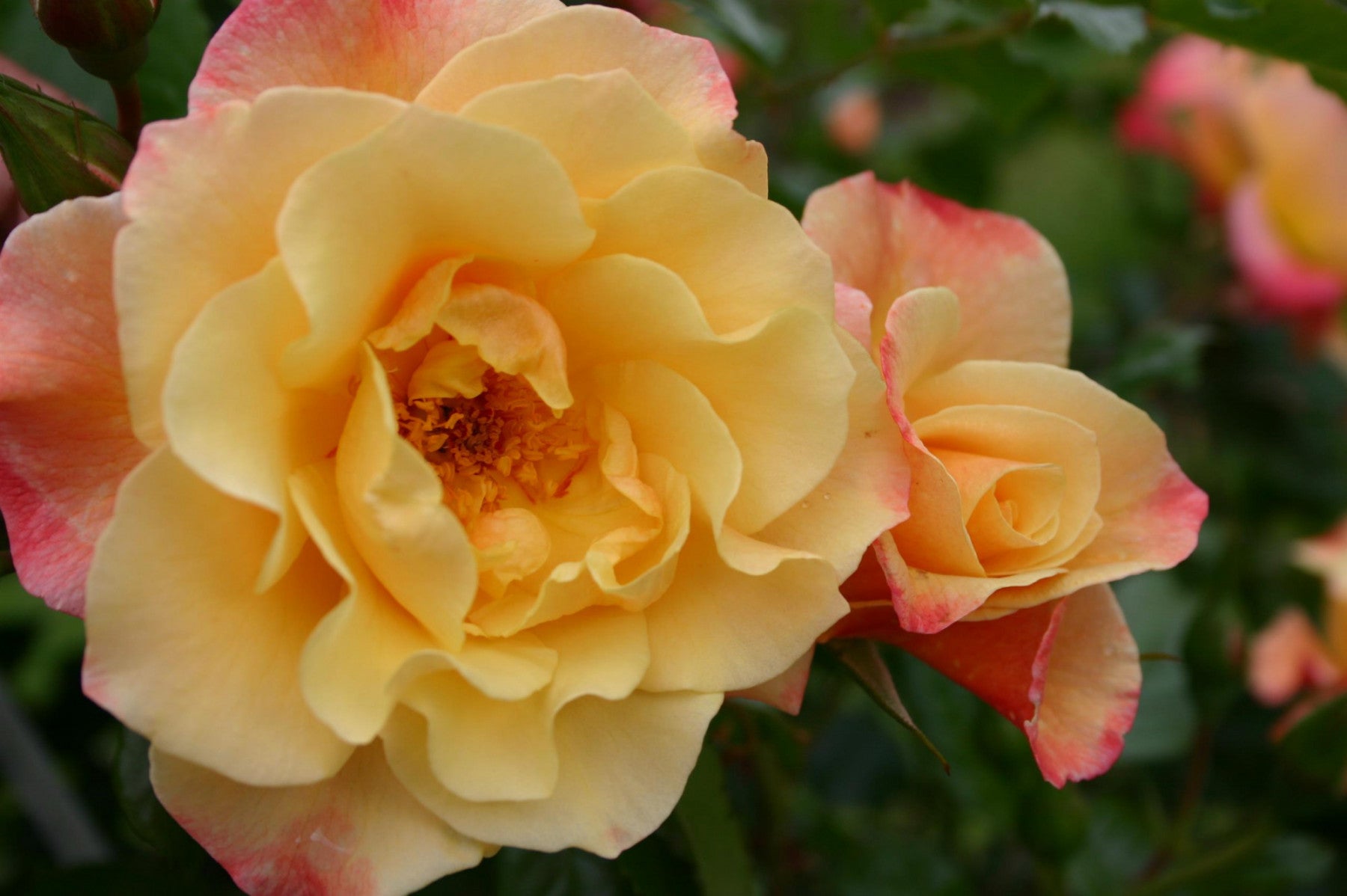 Rosa 'Moonlight' KL (Kletterrose 'Moonlight' -R-)