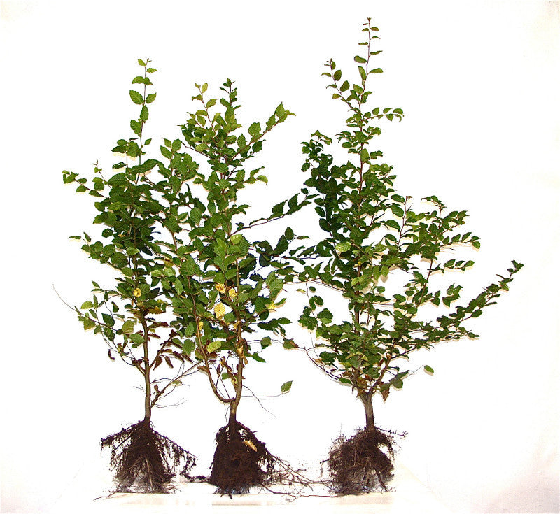 Carpinus betulus; hier wurzelnackt (Freilandware); industriefest und hart; Einsatzmöglichkeit z.B. : Parks;;Pflanzen vom Profi