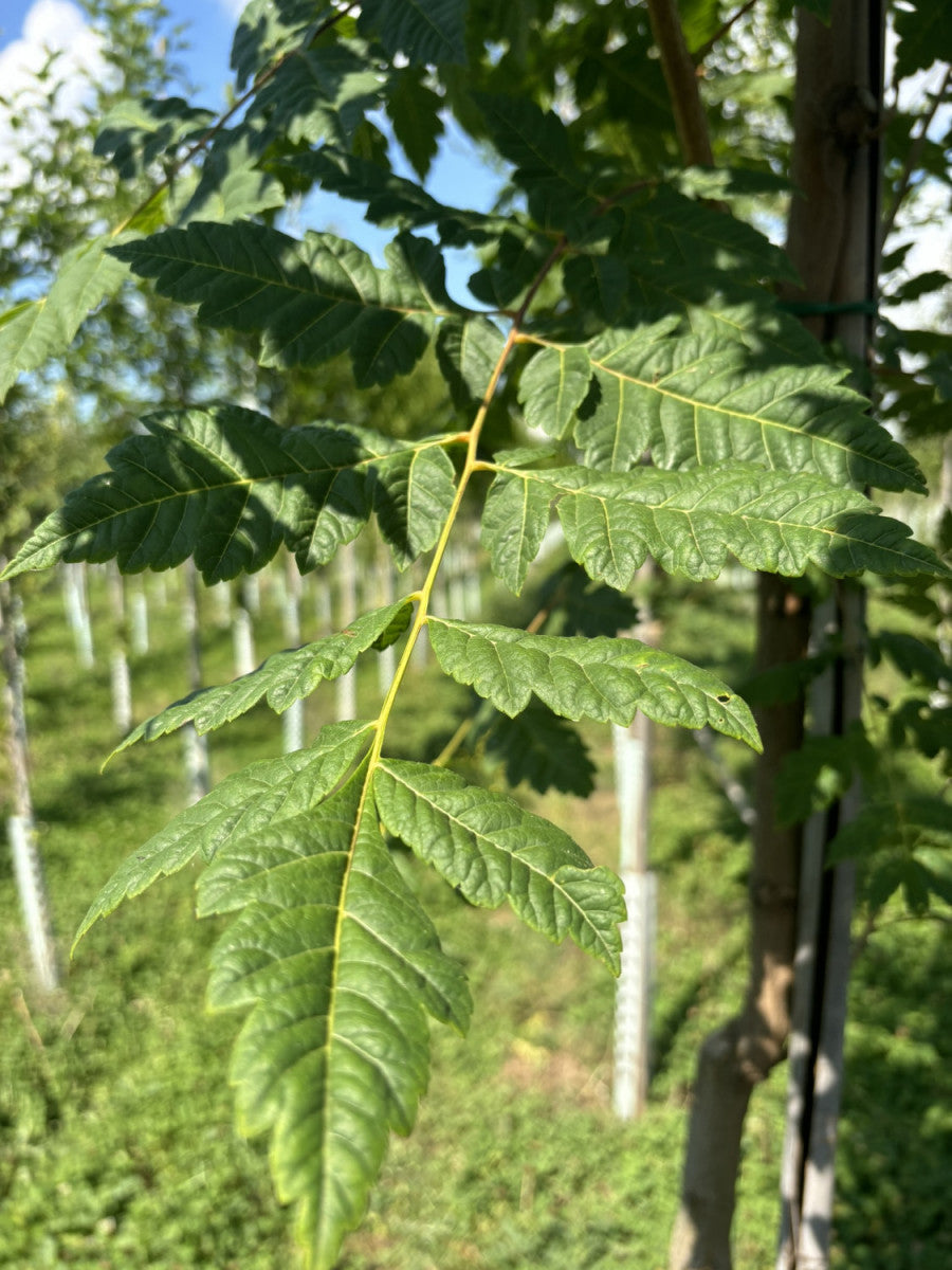 Chinesischer Blasenbaum; hier mit Belaubung; dekorative Früchte; Einsatzmöglichkeit z.B. : Alleen;;mit zeitnaher Lieferung