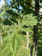 Chinesischer Blasenbaum; hier mit Belaubung; dekorative Früchte; Einsatzmöglichkeit z.B. : Alleen;;mit zeitnaher Lieferung