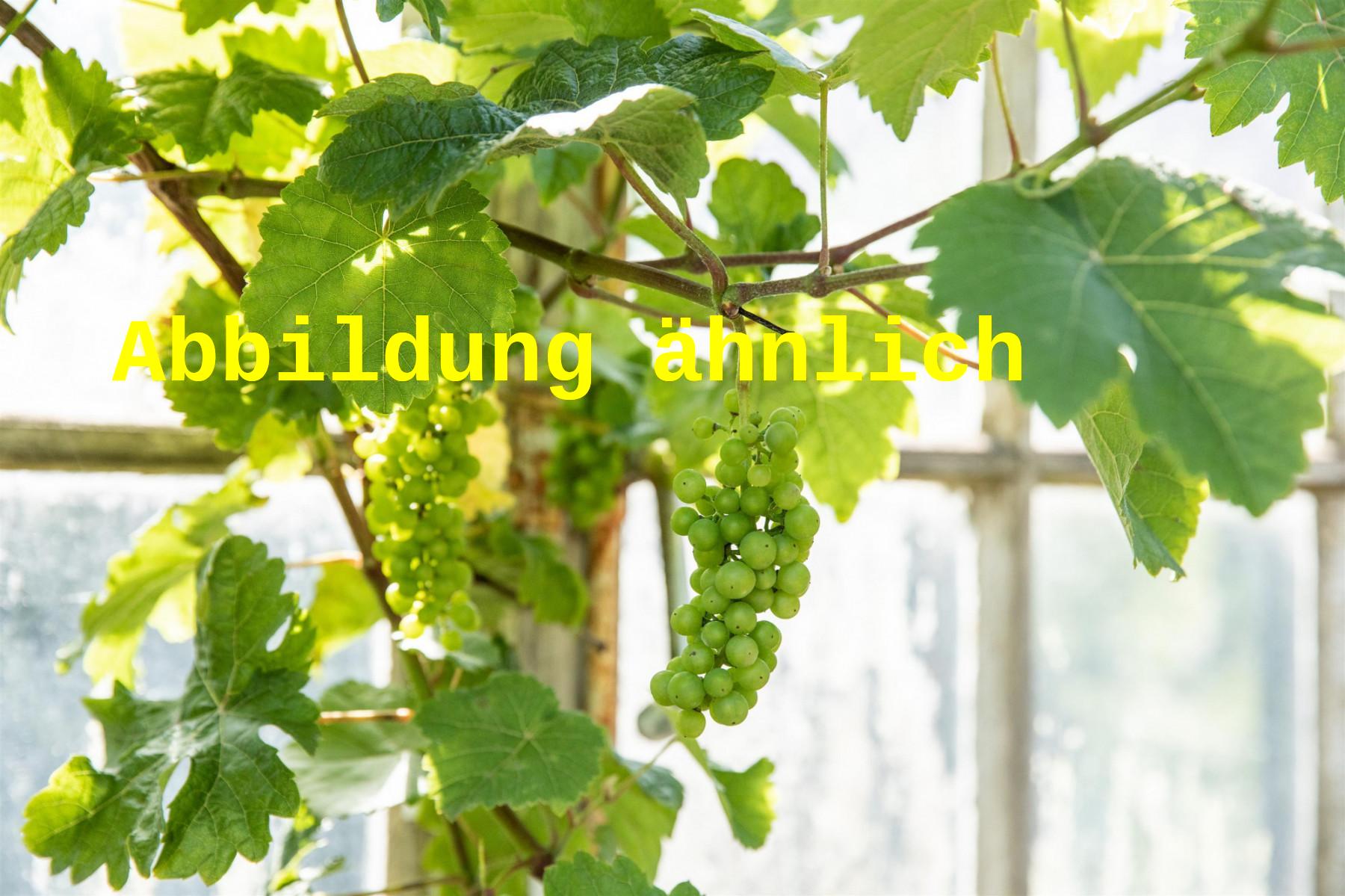 Vitis 'Veltliner Grün' (Weintraube 'Veltliner Grün')