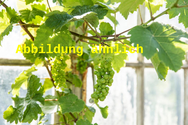 Genaues Foto für Vitis 'Veltliner Grün' folgt; dieses ähnliche Bild dient der Illustration von Weintraube 'Veltliner Grün'