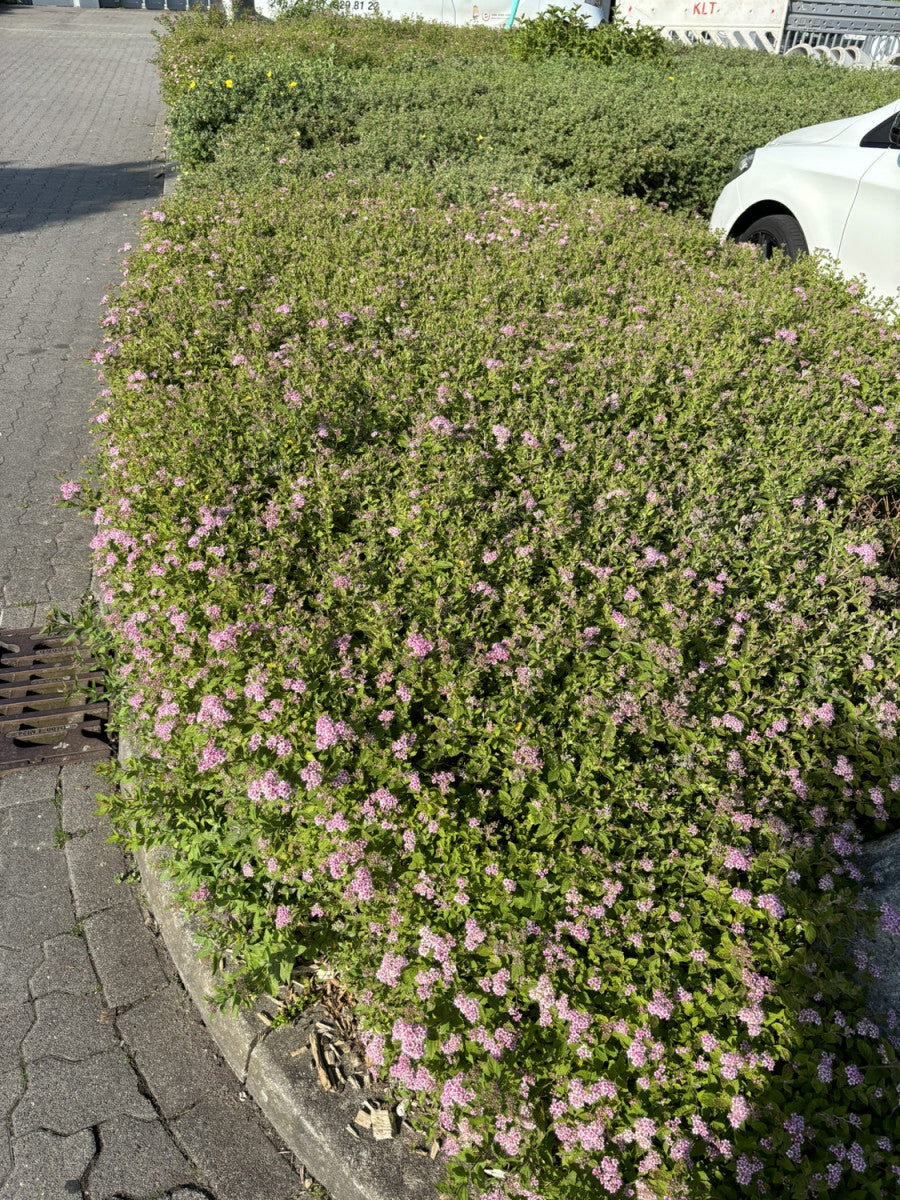 Rosa Zwergspiere; hier mit Blüte; kompakte Größe; Einsatzmöglichkeit z.B. : Beet; erhältlich von 15-20 bis 20-30 cm;;hier kaufen