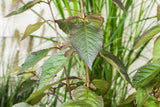 Schönfrucht 'Profusion'; hier mit Sommerbelaubung; schöne Herbstfärbung; Einsatzmöglichkeit z.B. : Ziergehölz; erhältlich von 40-60 bis 175-200 cm;;hier kaufen