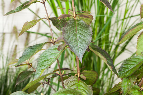 Schönfrucht 'Profusion'; hier mit Sommerbelaubung; schöne Herbstfärbung; Einsatzmöglichkeit z.B. : Ziergehölz; erhältlich von 40-60 bis 175-200 cm;;hier kaufen