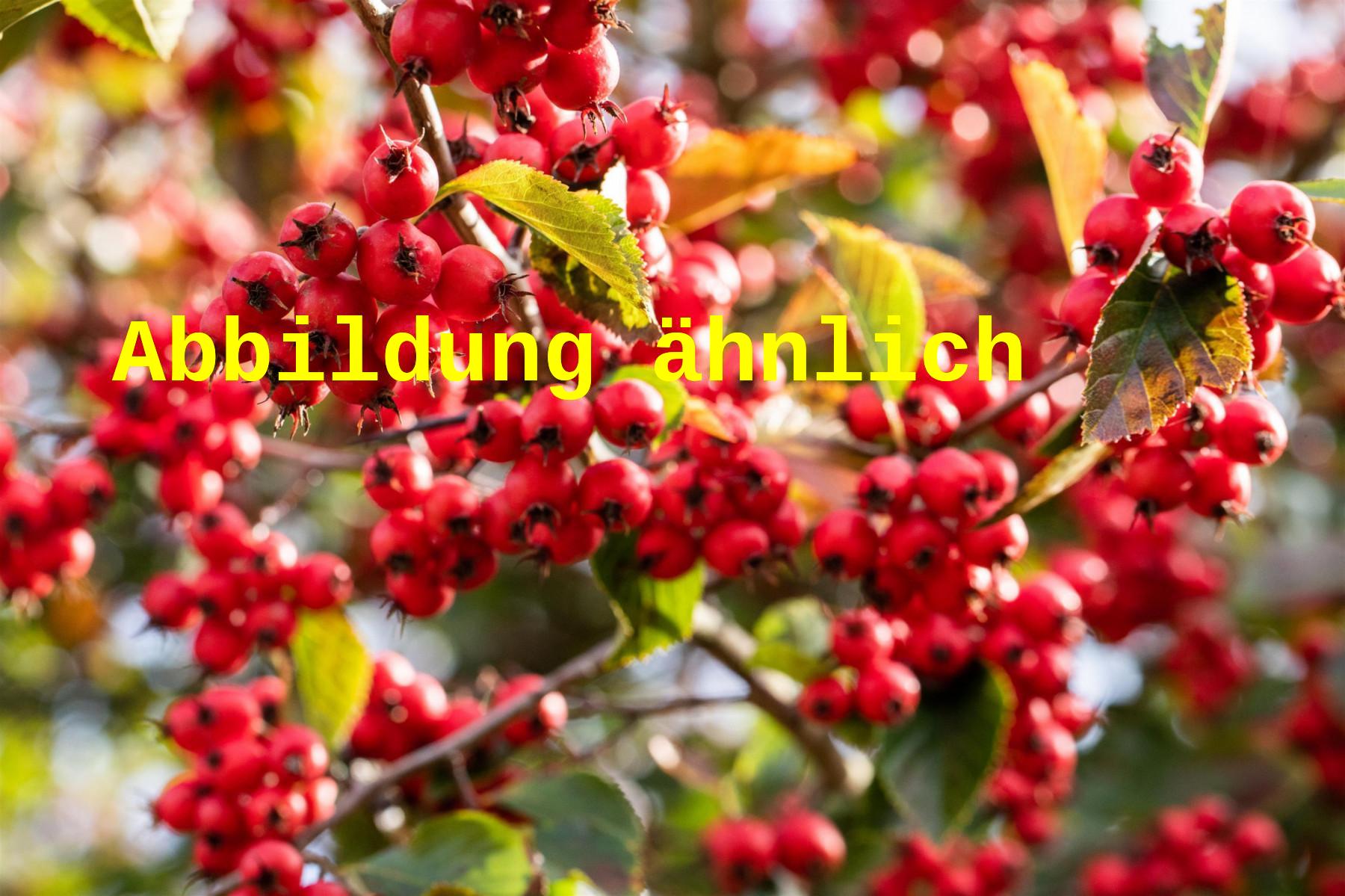 Crataegus persimilis 'Splendens' (Pflaumenblättriger Weißdorn 'Splendens')