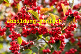 Genaues Foto für Crataegus persimilis 'Splendens' folgt; dieses ähnliche Bild dient der Illustration von Pflaumenblättriger Weißdorn 'Splendens'