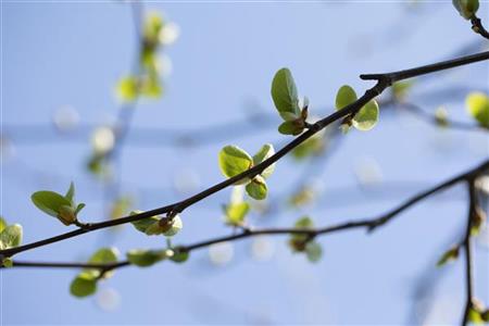 Italienische Erle; hier mit Blüte; schnellwachsend; Einsatzmöglichkeit z.B. : Stadt- und Straßenbäume; erhältlich von 50-80 bis 450-650 cm;;hier kaufen