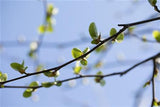 Italienische Erle; hier mit Blüte; schnellwachsend; Einsatzmöglichkeit z.B. : Stadt- und Straßenbäume; erhältlich von 50-80 bis 450-650 cm;;hier kaufen