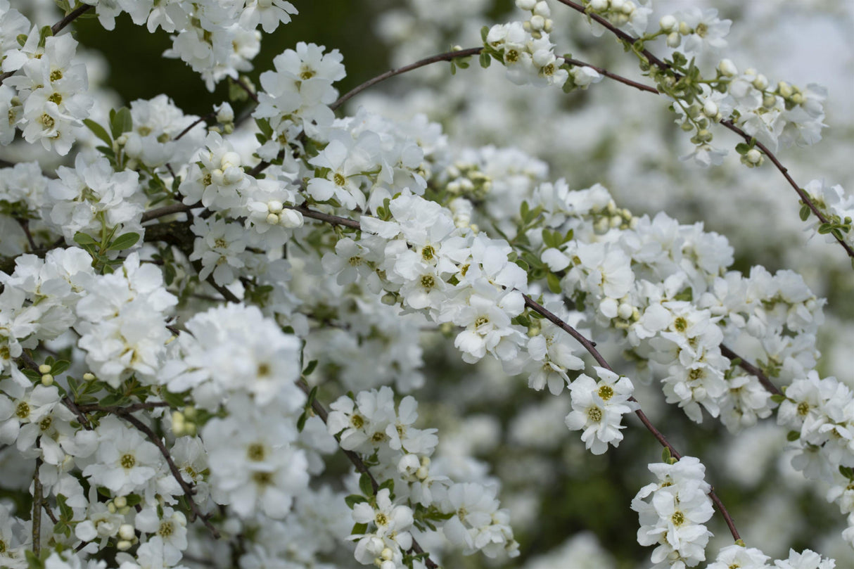 Kleine Prunkspiere 'The Bride'; hier mit Blüte; winterhart; Einsatzmöglichkeit z.B. : Ziergehölz; erhältlich von 40-60 bis 80-100 cm;;hier kaufen