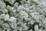 Kleine Prunkspiere 'The Bride'; hier mit Blüte; winterhart; Einsatzmöglichkeit z.B. : Ziergehölz; erhältlich von 40-60 bis 80-100 cm;;hier kaufen