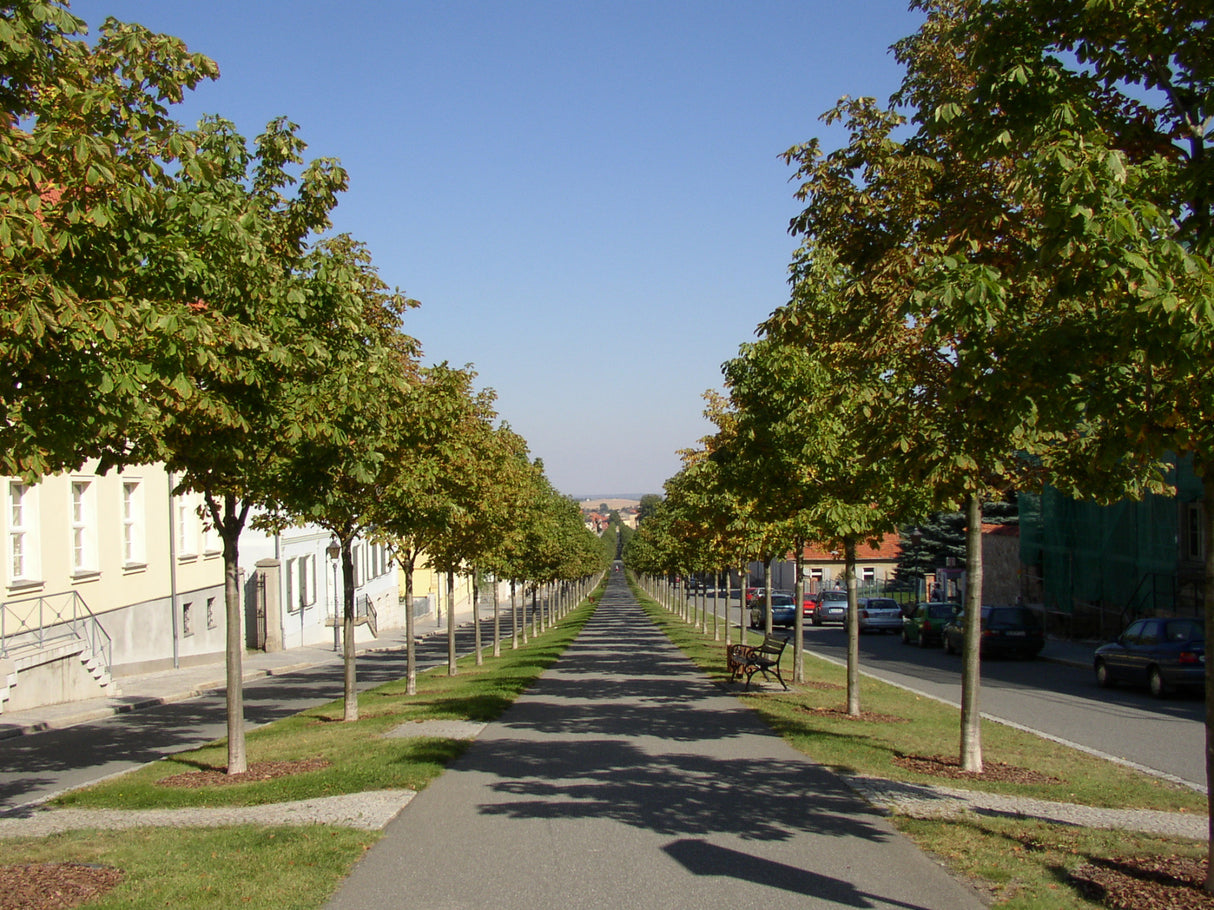 Rosskastanie; als Pflanze im Beet; robust; Einsatzmöglichkeit z.B. : Allee; erhältlich von 50-80 bis 450-650 cm;;hier kaufen