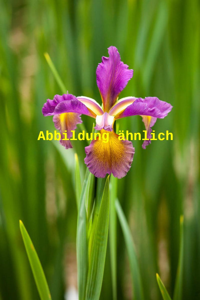 Genaues Foto für Iris spuria folgt; dieses ähnliche Bild dient der Illustration von Steppen-Schwertlilie