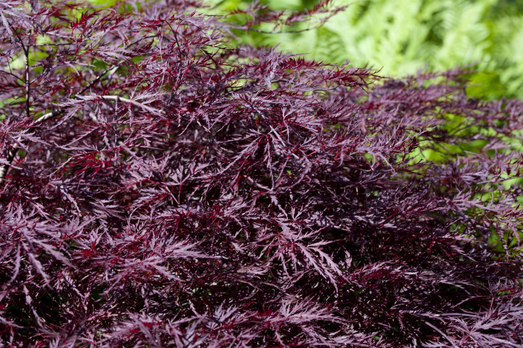 Acer palmatum 'Dissectum Nigrum' (Roter Schlitzahorn 'Nigrum')