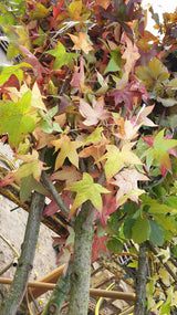 Sweet Gum 'Worplesdon'; vorbereitet für Versand; vogelnahrung; Einsatzmöglichkeit z.B. : Straßenbaum; erhältlich mit Stammumfang von 12-14 bis 20-25 cm;;günstig mit Qualität