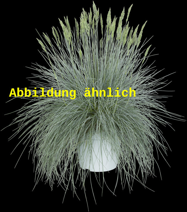 Genaues Foto für Festuca glauca 'Elijah Blue' folgt; dieses ähnliche Bild dient der Illustration von Synonym