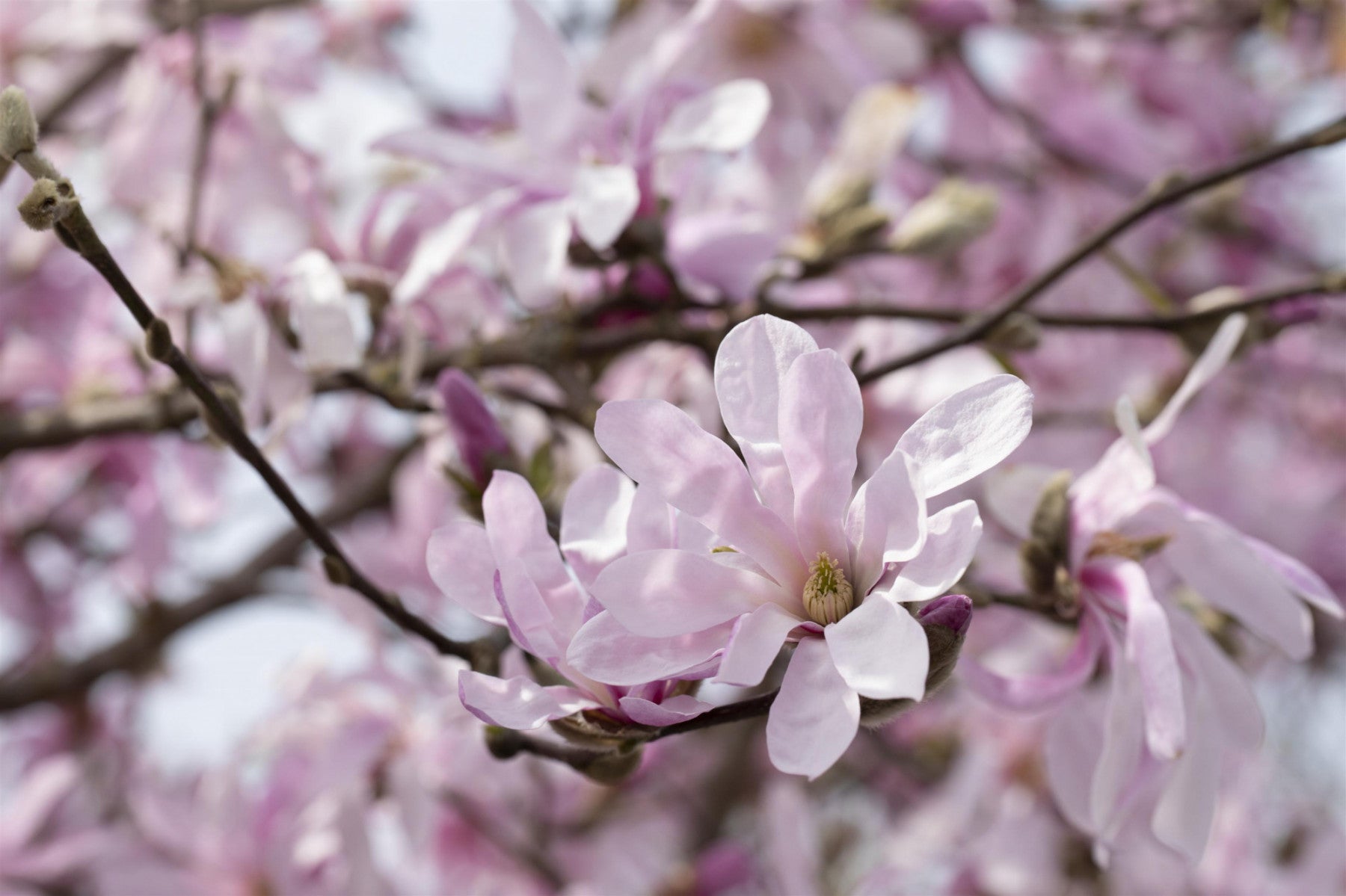 Magnolia loebneri (Großblum. Sternmagnolie)