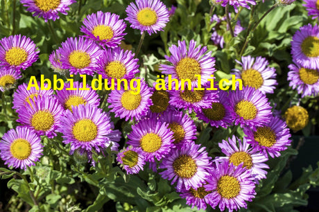 Genaues Foto für Erigeron x cult. 'Dunkelste Aller' folgt; dieses ähnliche Bild dient der Illustration von Garten-Feinstrahl