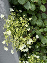 Kletterhortensie; hier mit Blüte; pflegeleicht; Einsatzmöglichkeit z.B. : Rankgerüst; erhältlich von 40-60 bis 80-100 cm;;hier kaufen