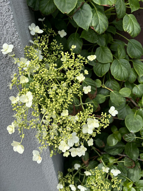 Kletterhortensie; hier mit Blüte; pflegeleicht; Einsatzmöglichkeit z.B. : Rankgerüst; erhältlich von 40-60 bis 80-100 cm;;hier kaufen