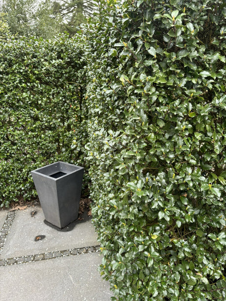 Stechpalme 'Heckenstar'; als Hecke; nahrungsquelle für Vögel; erhältlich von 40-50 bis 60-80 cm;;hier kaufen