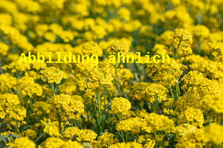 Genaues Foto für Alyssum saxatile 'Goldkugel' folgt; dieses ähnliche Bild dient der Illustration von Garten-Steinkresse