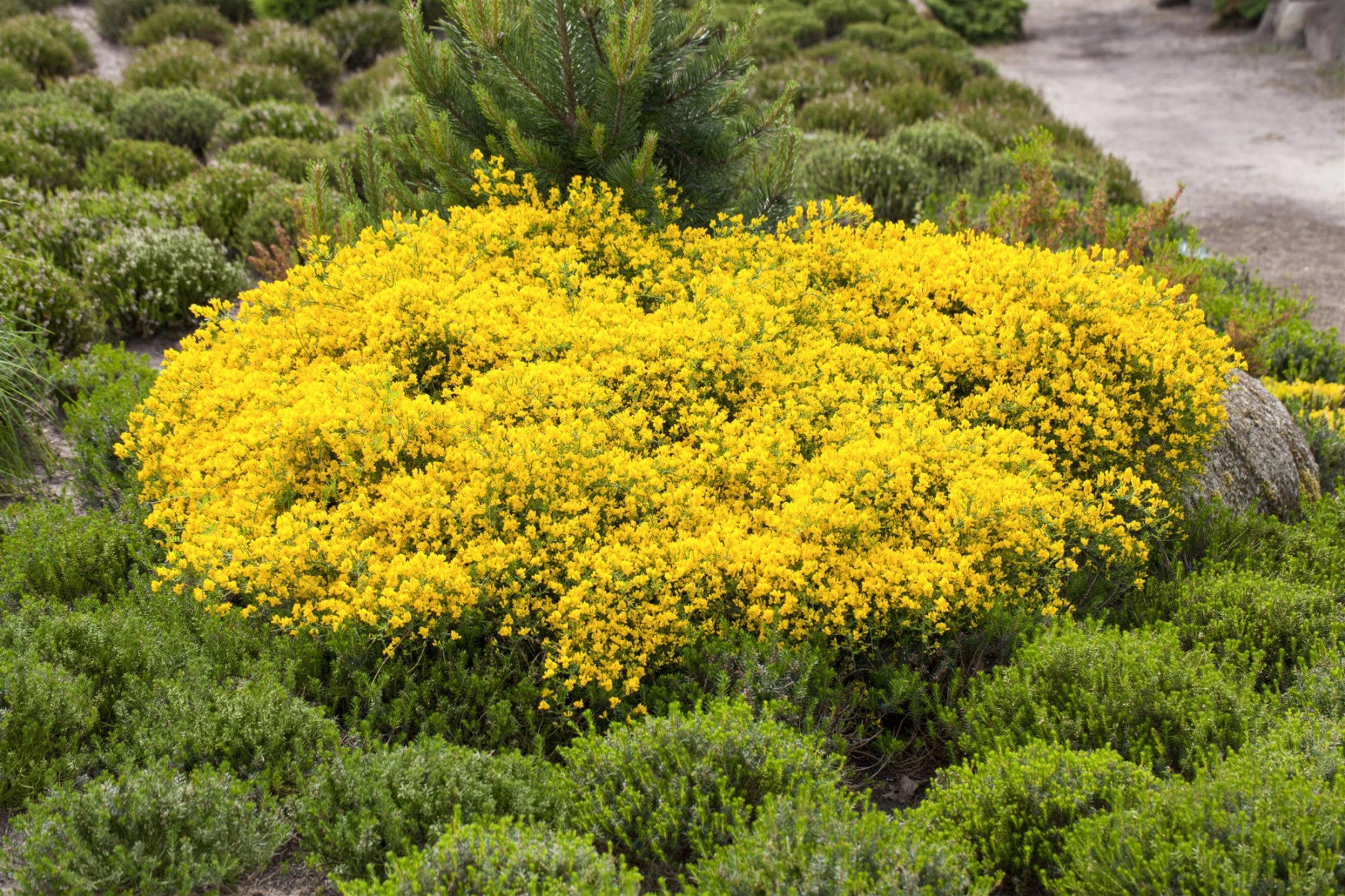 Cytisus beanii (Duftender Kriechginster)