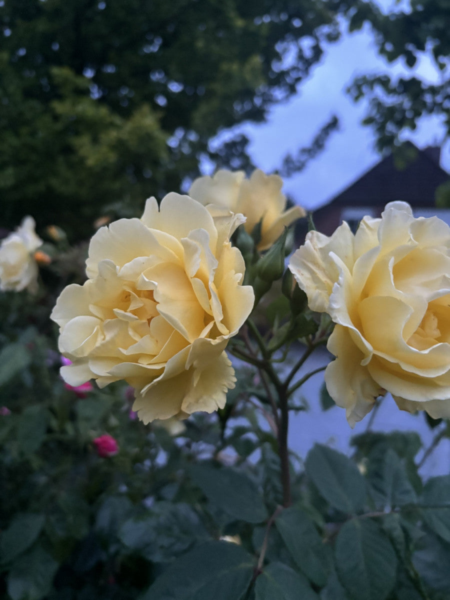 Rosa 'Golden Gate' KL (Kletterrose 'Golden Gate' -R- ADR-Rose)