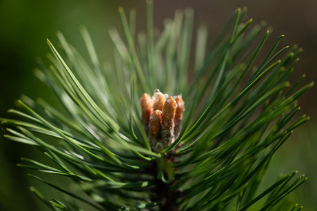 Pinus sylvestris HkG 85102; hier mit Sommerbelaubung; duftend; Einsatzmöglichkeit z.B. : Holzgewinnung;;ab 0,51 Euro
