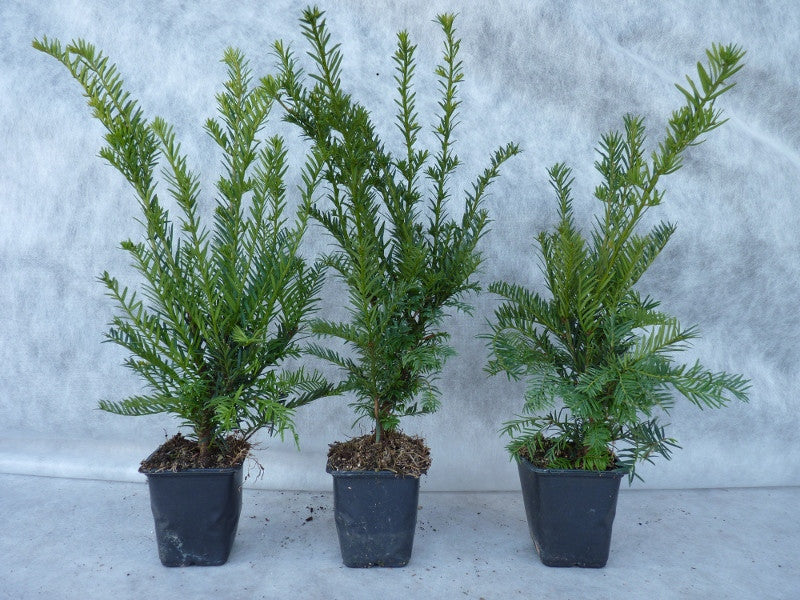 Taxus baccata; hier im Topf; schnittfest, anspruchslos, dicht wachsend; Einsatzmöglichkeit z.B. : Vogelschutzhecke;;ab 2,14 Euro