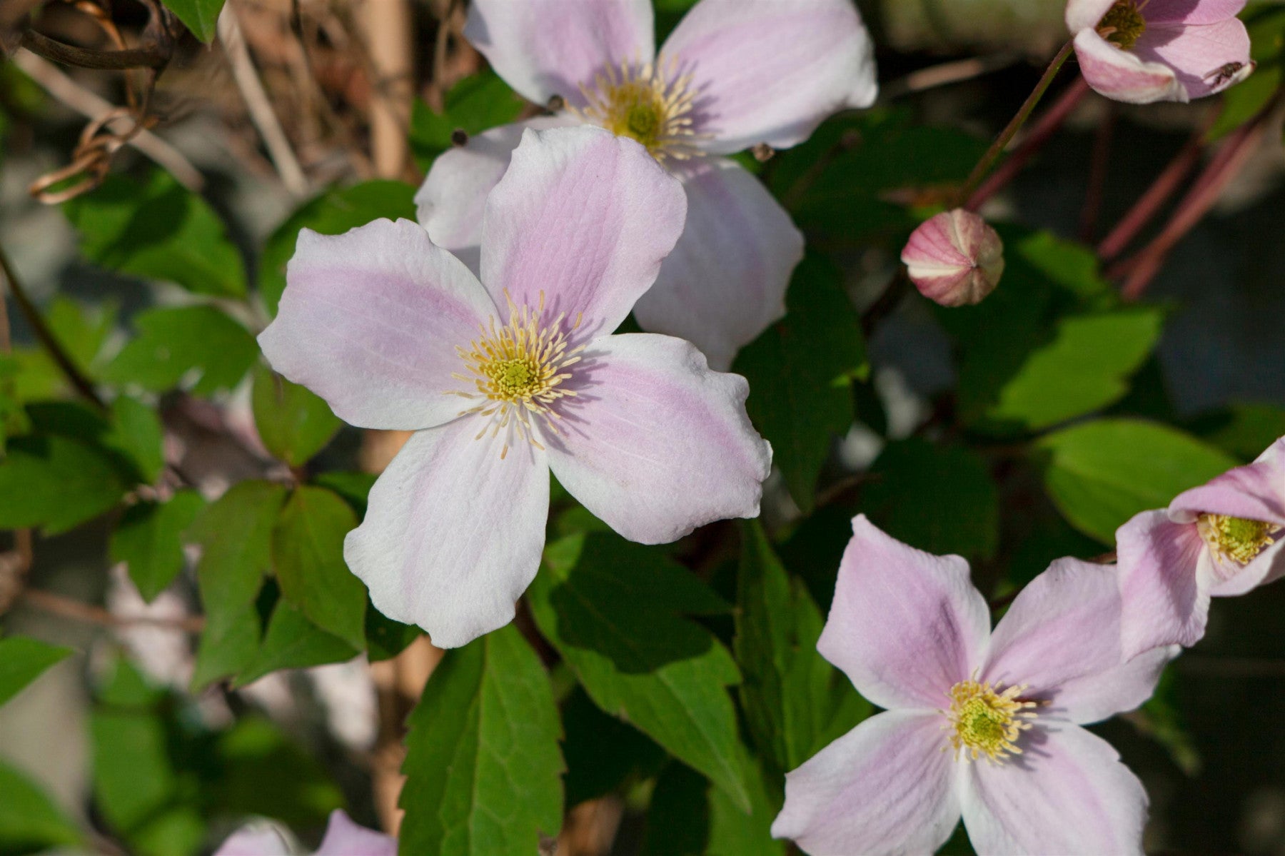 Clematis montana 'Rubens' (Berg-Waldrebe 'Rubens')