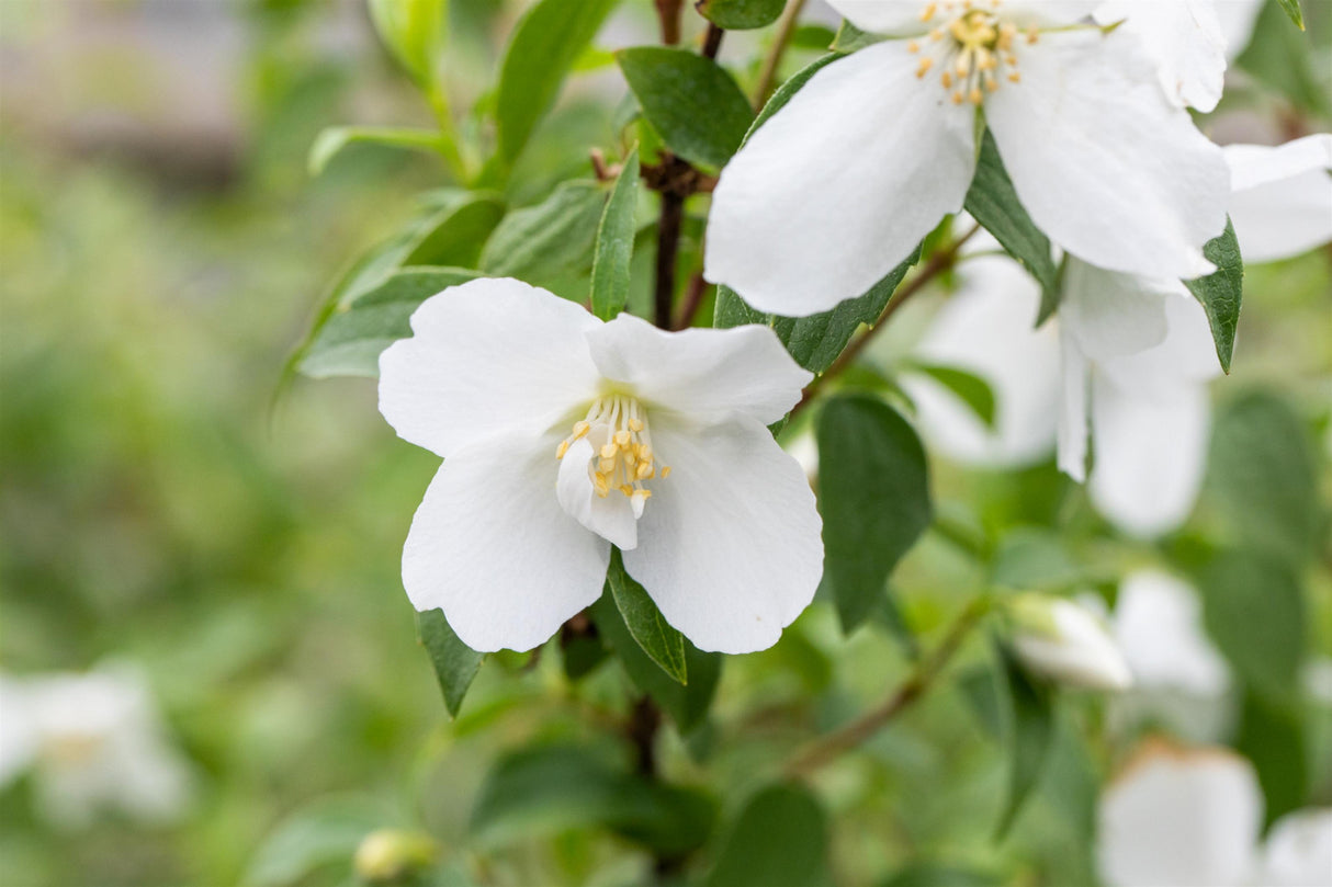 Gartenjasmin 'Manteau d'Hermine'; hier mit Blüte; duftende Blüten; Einsatzmöglichkeit z.B. : Blütenhecke; erhältlich von 40-60 bis 150-175 cm;;hier kaufen