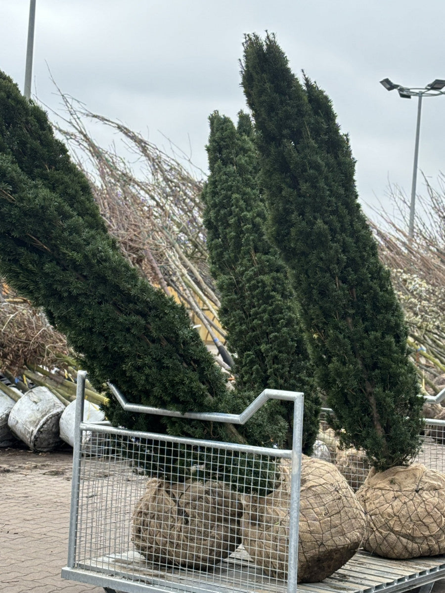 Säuleneibe; hier als Ballenpflanze; behält aufrechten, schlanken Wuchs, kein Pflegeschnitt nötig; Einsatzmöglichkeit z.B. : Park; erhältlich von 40-50 bis 140-160 cm;;hier kaufen