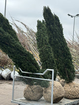 Säuleneibe; hier als Ballenpflanze; behält aufrechten, schlanken Wuchs, kein Pflegeschnitt nötig; Einsatzmöglichkeit z.B. : Park; erhältlich von 40-50 bis 140-160 cm;;hier kaufen