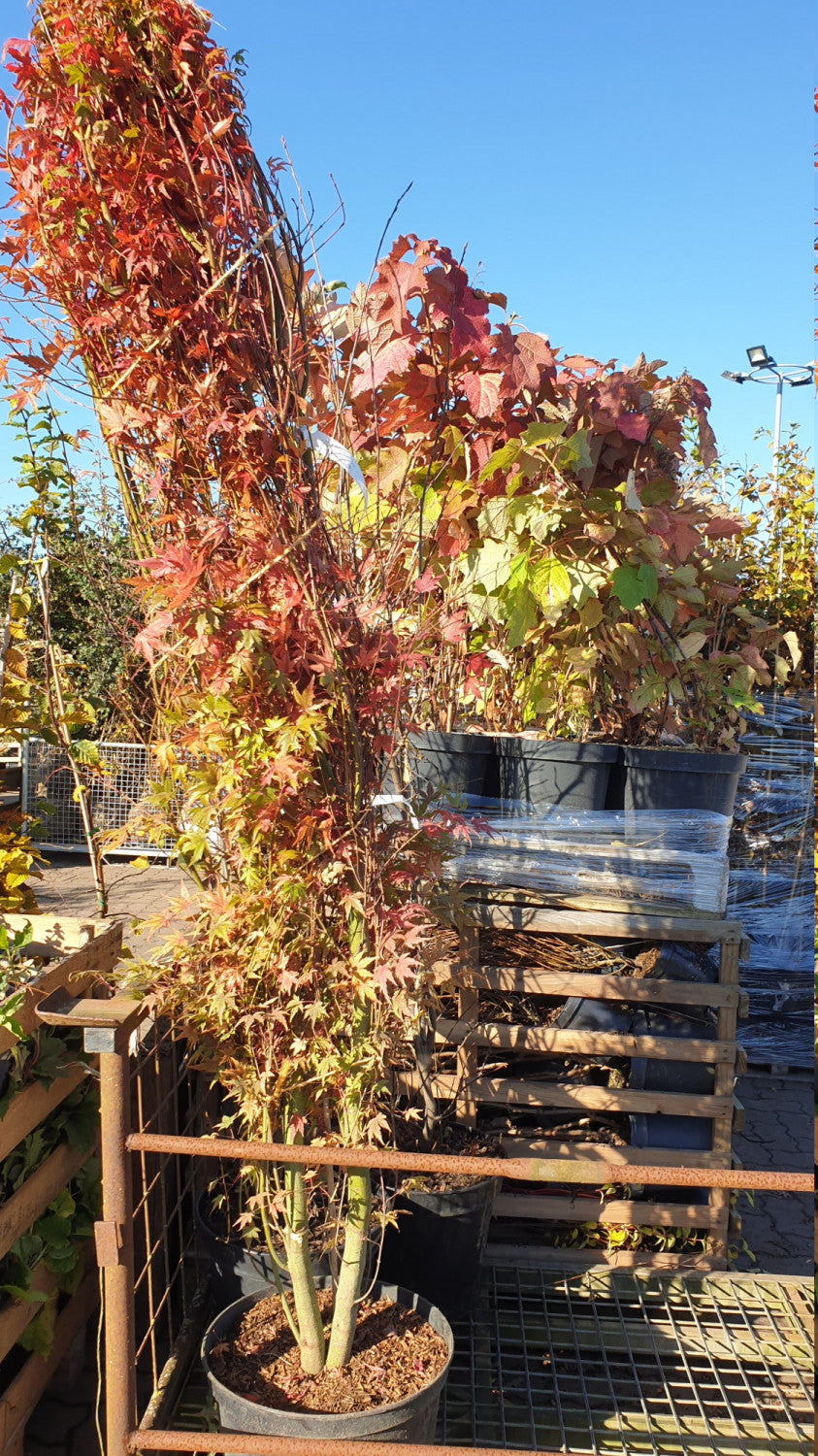 Acer palmatum; vorbereitet für Versand; herbstfärbung; Einsatzmöglichkeit z.B. : zierstrauch;;ab 41,10 Euro