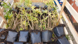 Sambucus nigra; vorbereitet für Versand; essbare Früchte; Einsatzmöglichkeit z.B. : Vogelnährgehölz;;ab 0,00 Euro