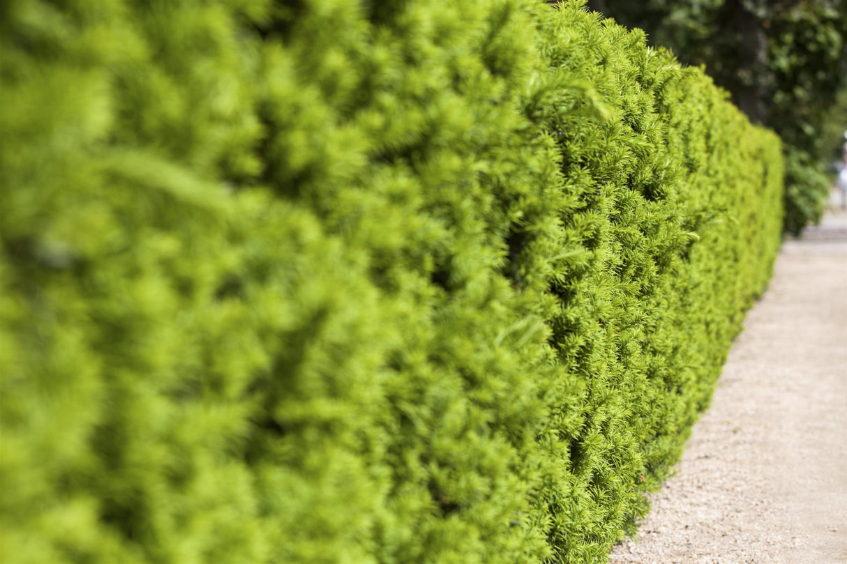 Fruchtende Bechereibe; als Hecke; nahrungsquelle für Vögel; erhältlich von 40-50 bis 150-175 cm;;hier kaufen